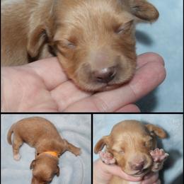 Clay - Red male Dachshund puppy in South Webster, Ohio from Griffith’s Gorgeous Dachshunds
