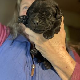 Miracle - Black female Labrador Retriever puppy in Dixon, California from Rosslyn Labradors (Rose-Line)