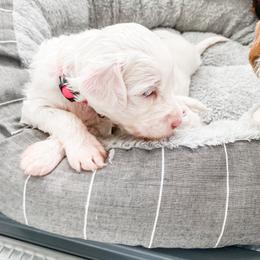 Australian Labradoodle Puppies from Novalie Australian Labradoodles