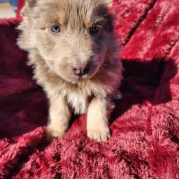 Scout - Isabella male German Shepherd puppy in Los Lunas, New Mexico from Mali's German Shepherds LLC