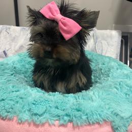 Itty bitty - Black and tan female Yorkshire Terrier puppy in Belpre, Ohio from Blackwoods Yorkies