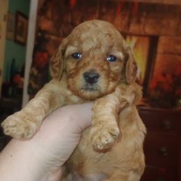 Pink girl - Apricot female Poodle puppy in Licking, Missouri from Majestic Embrace Poodles