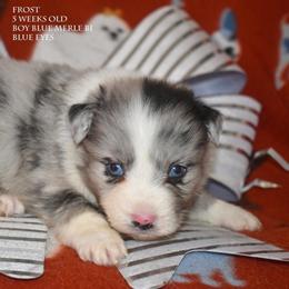Frost - Blue merle male Miniature Australian Shepherd puppy in Patterson, North Carolina from DreamLine Aussies
