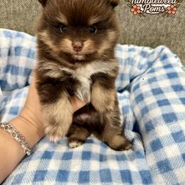 Taz - Chocolate and tan male Pomeranian puppy in Eagle Pass, Texas from Texas Tumbleweed Poms