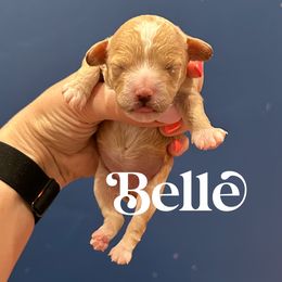Cavapoo and Miniature Schnauzer Puppies from Moana & Lily's Pups
