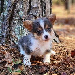 Salem - Gray and white female American Corgi puppy in Cameron, North Carolina from Butts Family Corgis