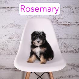 Rosemary - Phantom female Assorted Doodle Crosses puppy in Calhoun, Georgia from Happy Top Doodles