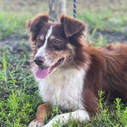 Australian Shepherds from J&A Aussies