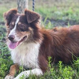 Australian Shepherds from J&A Aussies