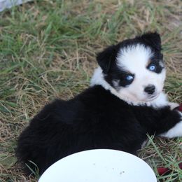 Australian Shepherd Puppies from Westrip Angus & Aussies