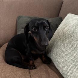 Draco - Dachshund