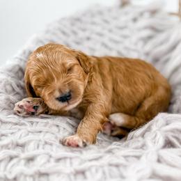 Thread - Apricot male Goldendoodle puppy in Jamestown, Kentucky from Milk & Honey Doodles