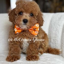 Mal - Apricot male Maltipoo puppy in Hesperia, California from McCraws N Paws