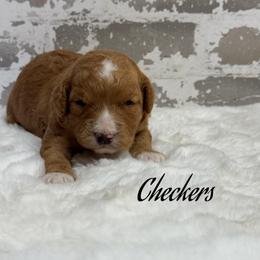 Checkers - Red  male Goldendoodle puppy in Nortonville, Kentucky from Deb’s KY Doodles