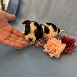 Biewer Terrier Puppies from Precious Jewels Biewer Terriers