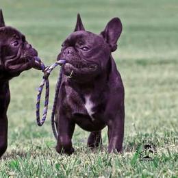 Cane Corso and French Bulldogs from Alasdair