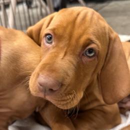 White - Red golden male Vizsla puppy in Brandon, South Dakota from Tallgrass Vizslas