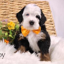 Grumpy - Tri-color male Bernedoodle puppy in Casa Grande, Arizona from AzDoodle Dandies