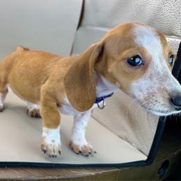 Jade - Piebald female Dachshund puppy in Rio Linda, California from Destiny's Mini Doxies