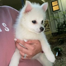Pomsky Puppies from Sunshine Pomsky
