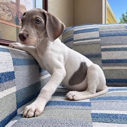 Stevie - Mantle female Great Dane puppy in Florida from Beachside Kennels