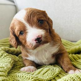 Milo - Red male Cavapoo puppy in Aiken, South Carolina from Cavapoos of the Carolinas