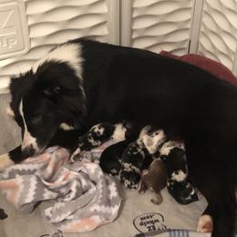 Fly - Miniature Australian Shepherd