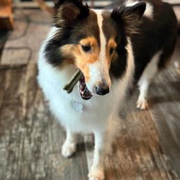 Stella - Black white and tan female Shetland Sheepdog puppy in Warren, Texas from Willow&Wren Shetland Sheepdogs