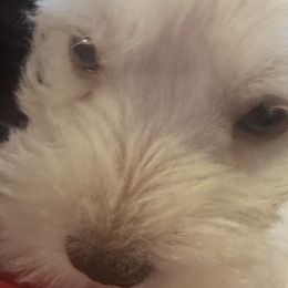 Miniature Schnauzers from Southern Charm Schnauzers