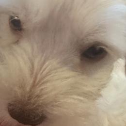Miniature Schnauzers from Southern Charm Schnauzers