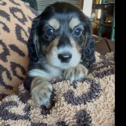 Frisbee - Black and cream male Dachshund puppy in Floresville, Texas from Muddy River Dachshunds