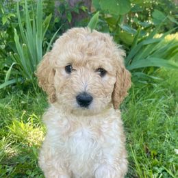 Peach - Apricot female Goldendoodle puppy in Edmond, Oklahoma from Oodles of Doodles and Poodles