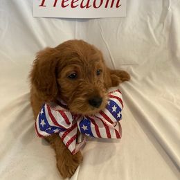Goldendoodle Puppies from OnlyGoldendoodles