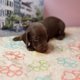 AKC Male 2600 - Chocolate and tan male Dachshund puppy in Summerville, South Carolina from Funk's Four-Legged Friends