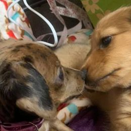 Dachshunds from Cici's Minis