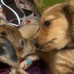 Dachshunds from Cici's Minis