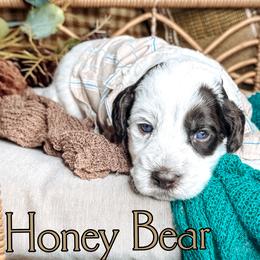 Honey - Chocolate male Australian Labradoodle puppy in Decatur, Alabama from Southern Meadows Doodles