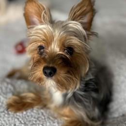 Maltese and Yorkshire Terriers from Paw Paradise 82