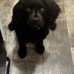 Boykin Spaniel All Grown Up from Dixie Darlin Boykins