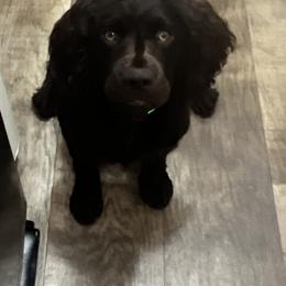 Boykin Spaniel All Grown Up from Dixie Darlin Boykins