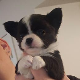 Puppy 3 - Black and white female Chihuahua puppy in Springfield, Missouri from Casadelopez Tails