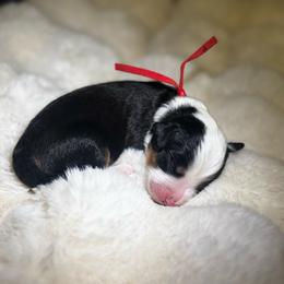 Ms. Red - Black tri-color female Aussiedoodle puppy in San Antonio, Texas from Lovable Doodles SA
