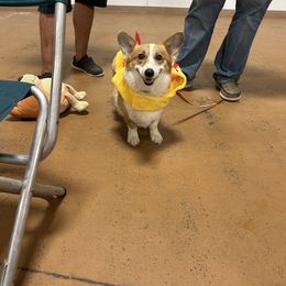 Meridith - Pembroke Welsh Corgi