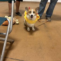 Meridith - Pembroke Welsh Corgi