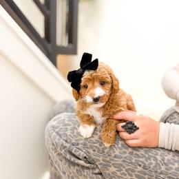 Betty - Red  female Goldendoodle puppy in Salem, Utah from Karmadoodlee