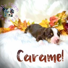 Caramel - Red tri male Miniature Australian Shepherd puppy in Lubbock, Texas from Baby Storm Kennels