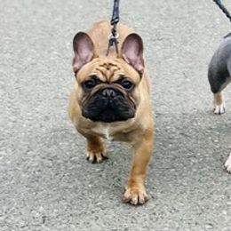 French Bulldogs from Topstarz Frenchies