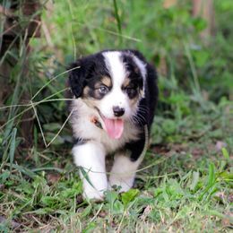 Australian Shepherd Puppies from Kenmont Kennels