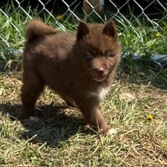 Fenneko - Red and white female Siberian Husky puppy in London, Ohio from Rose Trail Siberian’s