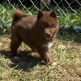 Fenneko - Red and white female Siberian Husky puppy in London, Ohio from Rose Trail Siberian’s